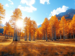Golden autumn sunlight illuminating a vibrant larch forest in a mountain valley.