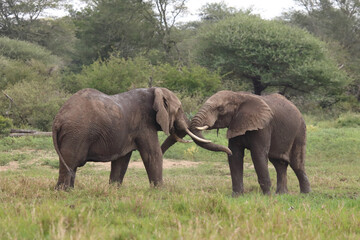 Fototapeta premium Afrikanischer Elefant / African elephant / Loxodonta africana.