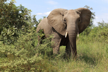 Obraz premium Afrikanischer Elefant / African elephant / Loxodonta africana