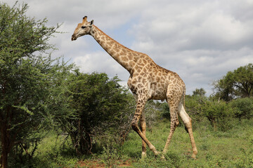 Giraffe / Giraffe / Giraffa camelopardalis