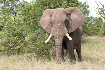 Fototapeta premium Afrikanischer Elefant / African elephant / Loxodonta africana