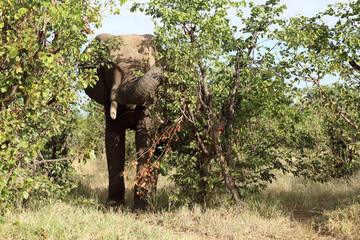 Afrikanischer Elefant / African elephant / Loxodonta africana