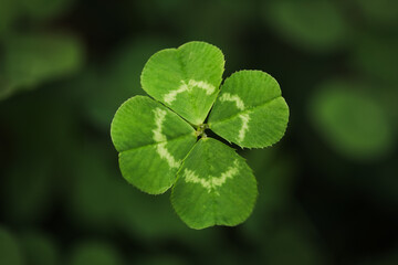 Found a good luck four leaf clover standing out from meadow of green clovers. Unique discovery of a...