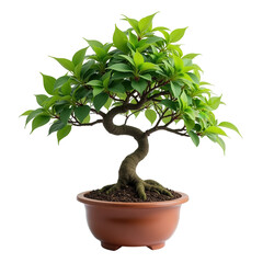 Obraz premium Bonsai Tree in Pot on Transparent Background