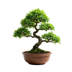 Bonsai Tree in Pot on Transparent Background