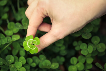 Holding a good luck four leaf clover standing out from meadow of green clovers. Unique discovery of a rare 4 leaf clover for St Patricks day charm or to symbolize luck, good fortune, or prosperity.