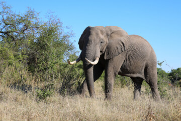 Fototapeta premium Afrikanischer Elefant / African elephant / Loxodonta africana