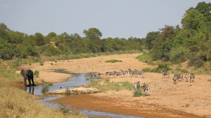 Afrikanischer Elefant und Steppenzebra im Tsendze River/ African elephant  and Burchell's zebra in...
