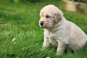 Golden Retriever Puppy