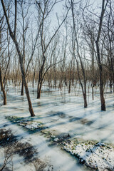 Frozen lake in the forest , swamp in the woodalnds.Winter landscape with frozen lake , beautiful colors in the forest.Ice and ground.Trees grow up through the water floods in forest 
