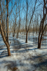 Frozen lake in the forest , swamp in the woodalnds.Winter landscape with frozen lake , beautiful...