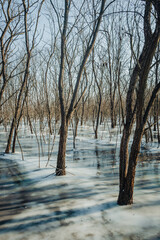Frozen lake in the forest , swamp in the woodalnds.Winter landscape with frozen lake , beautiful colors in the forest.Ice and ground.Trees grow up through the water floods in forest 