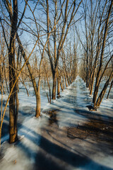 Frozen lake in the forest , swamp in the woodalnds.Winter landscape with frozen lake , beautiful...
