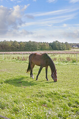 Naklejka premium Countryside, eating grass and horse at farm ranch for agriculture, landscape and healthy livestock at pasture. Equine, field and animal grazing outdoor in nature for nutrition with fence at paddock