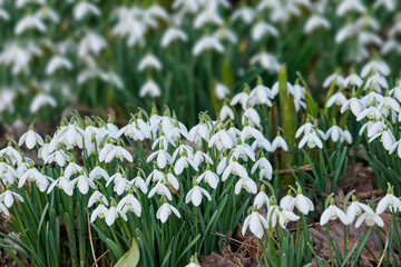 Snowdrop, natural outdoor and peace in botany, eco friendly environment and flowerbed for growth. Forest, blooming and public park for horticulture plants, sustainable wildlife and woods for harmony