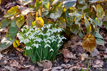 Snowdrop, natural bush and peace in garden, eco friendly environment and flowerbed for growth. Forest, blooming and public park for horticulture plants, sustainable wildlife and woods for harmony