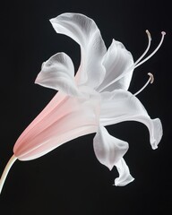 Delicate White Lily Flower on Black Background in Soft Light