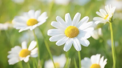 Obraz premium White Daisies in a Sunny Field