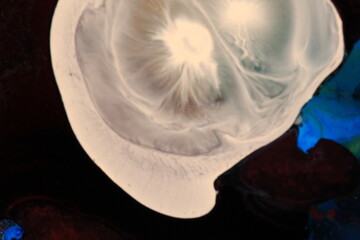 Liquid art with Ink, Paint, Mica Powder, Milk and Oils