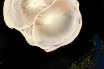 Liquid art with Ink, Paint, Mica Powder, Milk and Oils