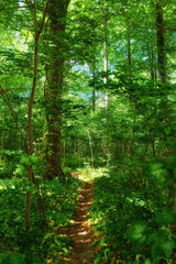 Obraz premium Nature, environment and path with trees in forest for landscape, ecosystem and ecology. Natural background, woods and trail in meadow, plants and grass outdoors for terrain, growth and sustainability