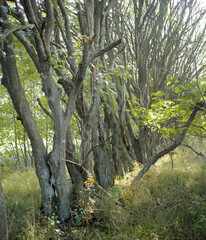 Tree, forest and branch with growth, landscape and outdoor with hardwood, moss or plants in autumn. Woods, rocks and leaves in nature, environment and sustainability for flora ecosystem in Denmark