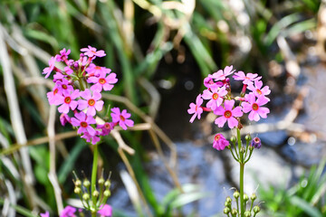 クリンソウ　Japanese Primrose