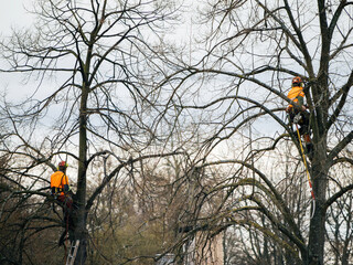 Two arborists wearing bright orange safety gear are high in leafless trees, using tools to prune...
