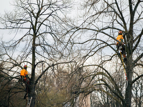 Two arborists wearing bright orange safety gear are high in leafless trees, using tools to prune branches while secured with ropes and harnesses on a cloudy day.