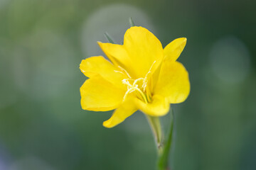evening primrose