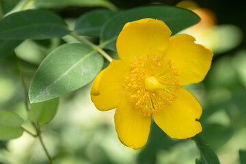sungold St.John's wort