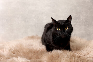Cute black cat lying on rug, space for text. Adorable pet