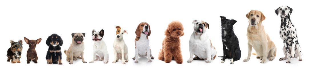 Adorable dogs of different sizes in row on white background, from smallest to largest