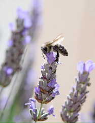 Abeja posada sobre una flor de lavanda.