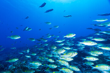 ノコギリダイの群れ　小笠原