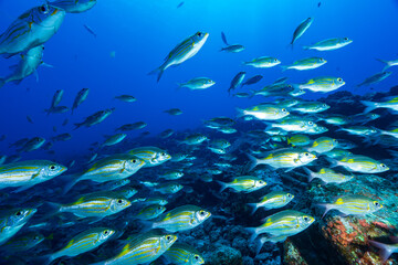 ノコギリダイの群れ　小笠原