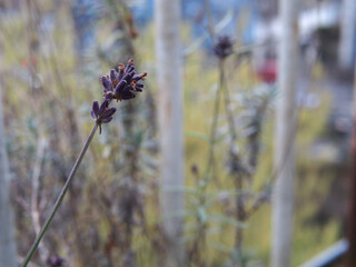 Isolated close- up of a dry blossom of broadleaved lavender (Lavandula latifolia) also known as...