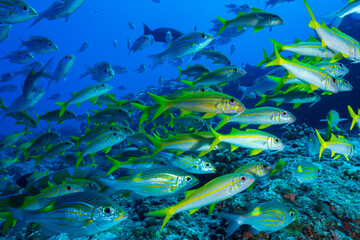 ノコギリダイの群れ　小笠原