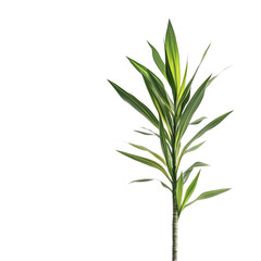 Tall Dracaena Plant with Slender Green Leaves Isolated on Transparent Background