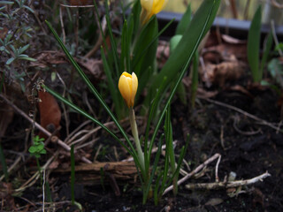 A yellow crocus (crocus vernus) sprouting out of a bulb among dry fallen leaves. Concept: spring, new beginnings, fresh start, seasons, awakening, signs of spring, spring bloomers