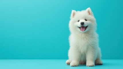 Adorable Samoyed Puppy with Fluffy White Coat on Turquoise Background