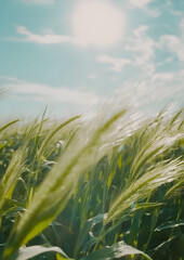 Low-Angle Dolly Shots of Green Cornfield