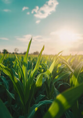 Fototapeta premium Low-Angle Drone Shot of Cornfield with Green and Yellow Stalk