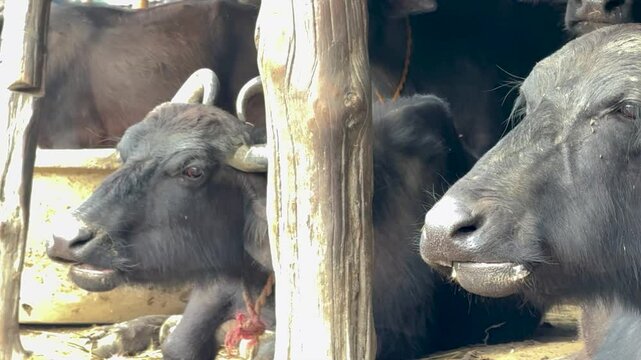 Mediterranea Italiana black buffalo raised on Italian cheese farm for production of buffalo milk used to make buffalo mozzarella, Mozzarella di Bufala Campana of Campania, burrata, caciotta