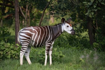 Okapi in Lush Green Habitat, Side View, Natural Light, White Stripes, Brown Fur, Wildlife Photography, Detailed, Serene, Outdoors