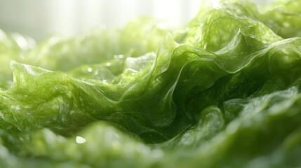 Fresh Lettuce Closeup, Kitchen Sunlight, Food