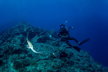 アオウミガメ　小笠原