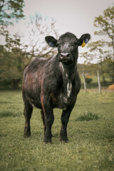 shorthorn in a field