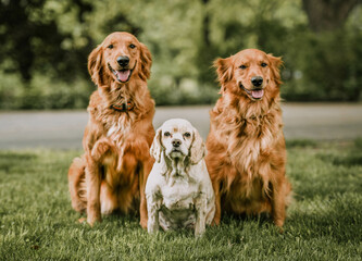 group of dogs