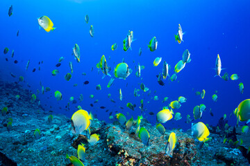 コクテンカタギの群れ　小笠原　東京都